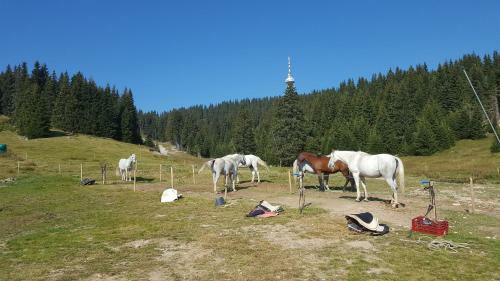 Apartamento Papa Moose Pamporovo