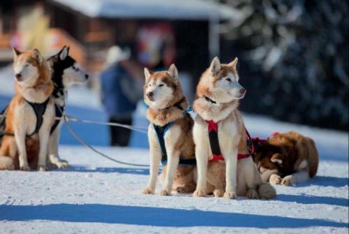 Apartamento Grand Monastery Deluxe Pamporovo