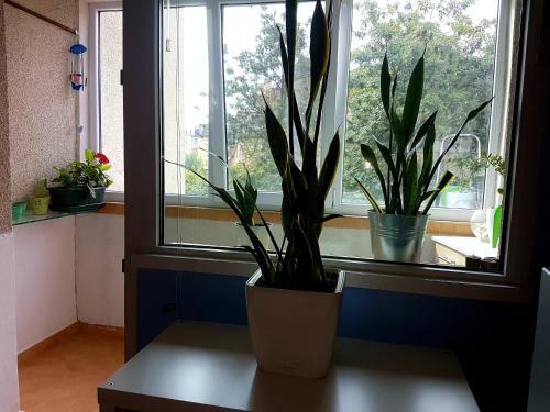 Blue Room