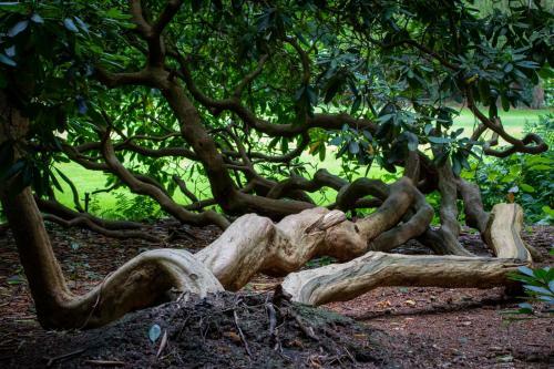 Amsterdamgarden - Nardinclant - Laren NH