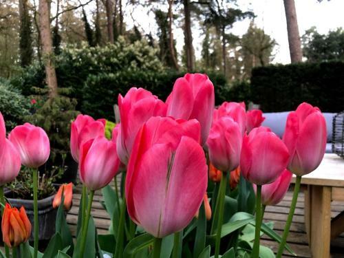 Bosbungalow Ruighenrode