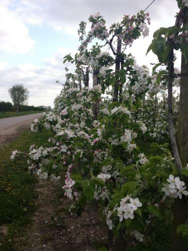 B&B Aan de Limes In Maurik