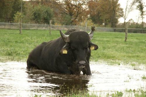 Camping De Waterbuffelfarm