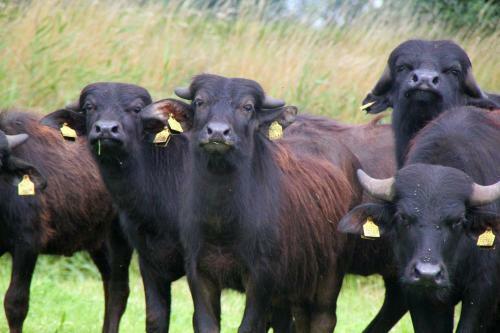 Camping De Waterbuffelfarm