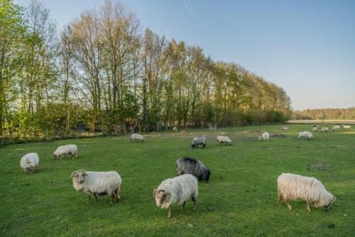 Bed & Breakfast Boerderijkamer Zwanebloem