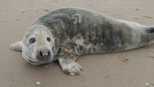 Pollux Bij Vuurtoren En Strand