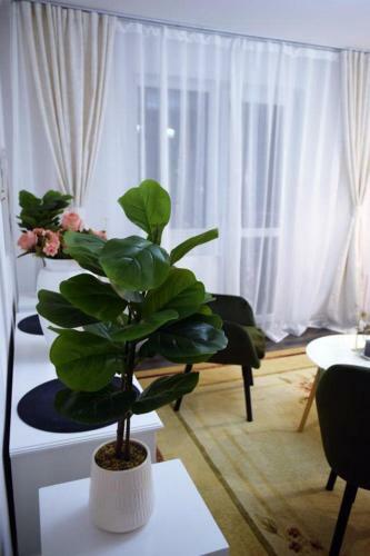Apartament Thea