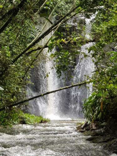 Greenforest