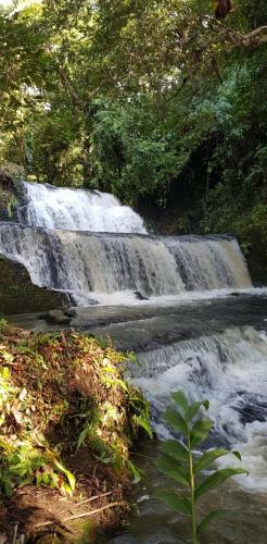 Greenforest