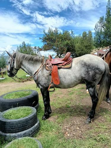 Mini Caba�a Roca Glamping