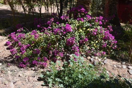 Camping Auberge Palmeraie D'amezrou