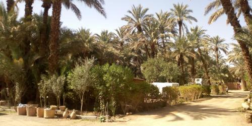 Camping Auberge Palmeraie D'amezrou