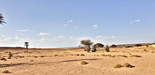 Safari Camp Tours