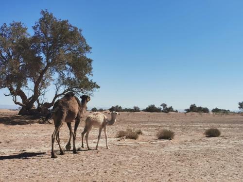 Bivouac Erg Chegaga Nomademoi