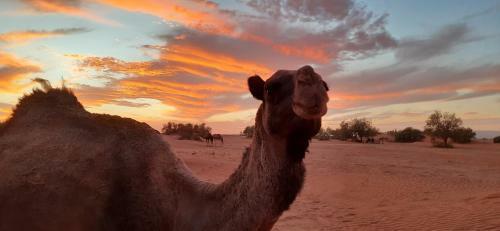 Bed & Breakfast Camp Desert Nomad Tour