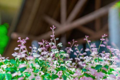 Hostal Pasikudah Ataza Nature Villa
