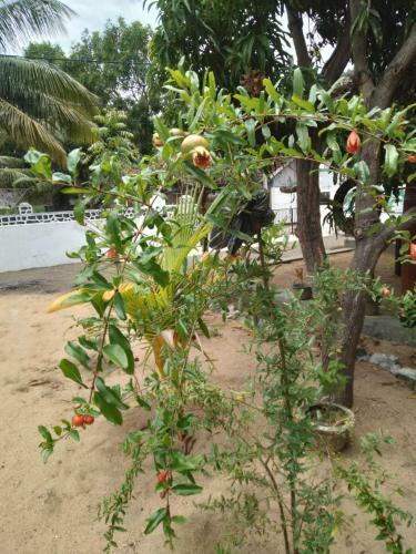 Hostal Sam's Hut Arugambay