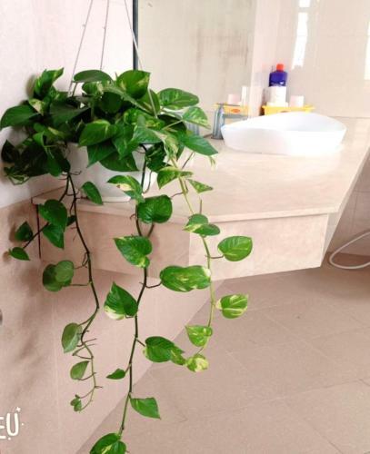 Apartamento Thuy's C?n H? M?t Ti?n ??i Di?n Bi?n