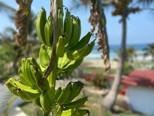 Bed & Breakfast Beachfront Paradise Boutique Hotel