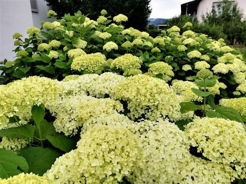 Ferienhaus H�mmerle�s