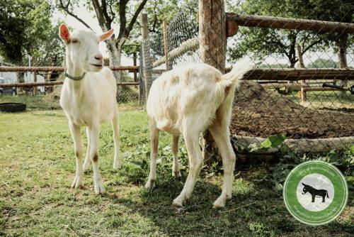 Hostal Pension Zur Weintraube