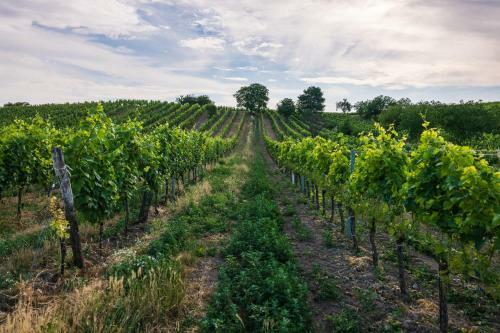 Aparthotel Tschardakenhof Appartements
