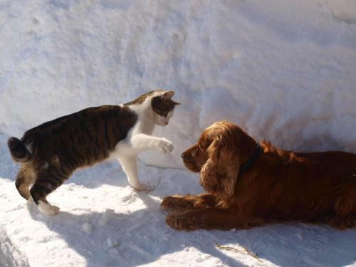 Hostal Pension Sonneck