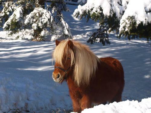 Hostal Pension Sonneck