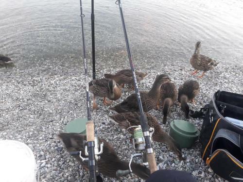 Apartamento Wildente Am See