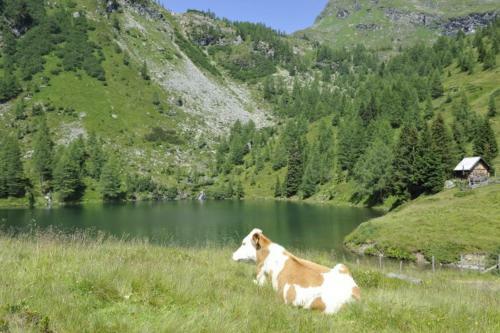 Lodge Ferienh�tte Hoitah�ttl