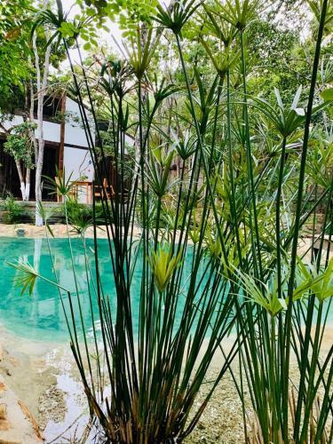 Nahouse Jungle Lodges