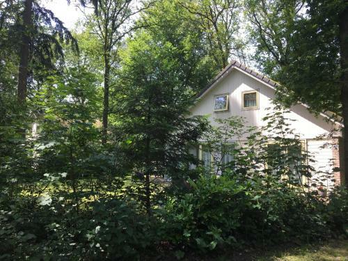 Beautiful House In The Forest