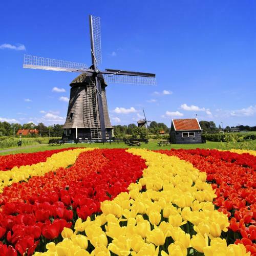 Tiny House Tulp