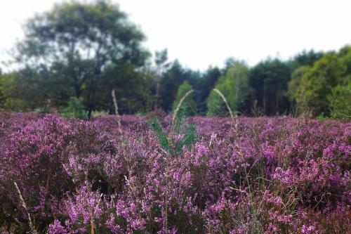 Zonnebos, Private Garden, Fresh Air, Relax!