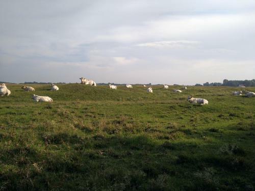 Ouddorp Vakantiehuisje