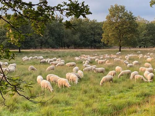 Voorjaarsspecial - Sfeervol Chalet Het Veluws Puttertje