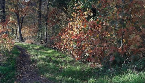 Gezellige Chalet Op De Veluwe, Landelijke Inrichting, Gezinsvriendelijk