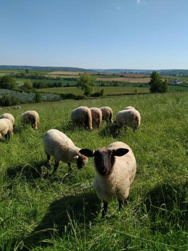 Zuid Limburg Huisje Josefien