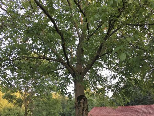 B&B Op 't Eikenschoor