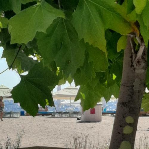 Apartament D&c Mamaia
