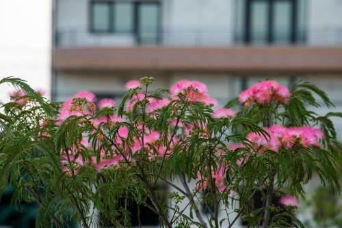 Hostal Breeze Villa Mamaia Nord