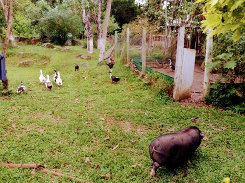 Glamping, Nido Tortolitos