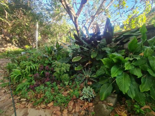 Maeve Su�te Campo