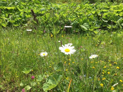 Apartamento Ferienwohnungen Danglmaier - Stallbauer