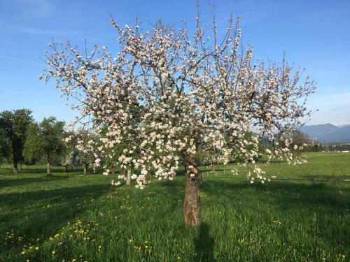 Apartamento Rutarhof