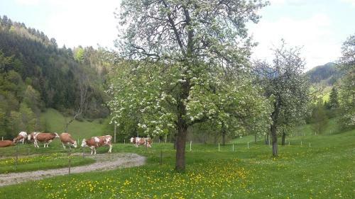 Agroturismo Eggbauer