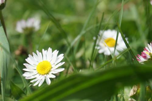 Apartamento Appartements Blumenwiese