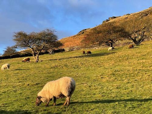 Willow Cottage At Naze Farm-uk32760