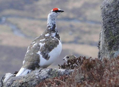 Binnilidh Mhor B&B