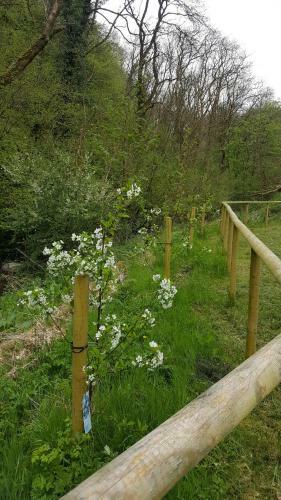 Glan Mydyr Woodland Yurts